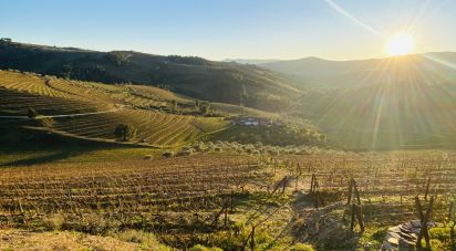 Farm T5 in Alijó of 798 m²