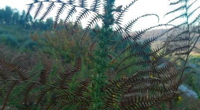 Terrain à Canas de Senhorim de 1 782 m²