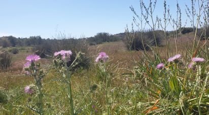 Terrain à Algoz e Tunes de 12 720 m²