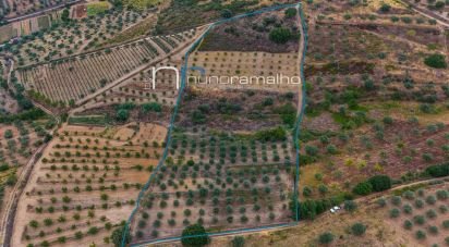 Land in Poço do Canto of 11,872 m²