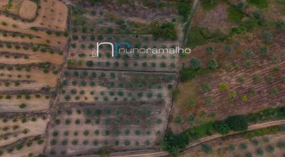 Land in Poço do Canto of 11,872 m²