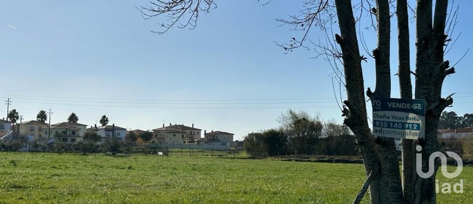 Terreno em Calvaria de Cima de 23 780 m²