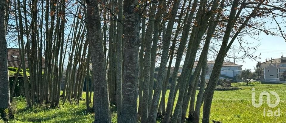 Terreno em Calvaria de Cima de 23 780 m²