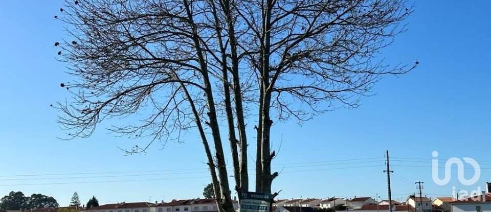 Terreno em Calvaria de Cima de 23 780 m²