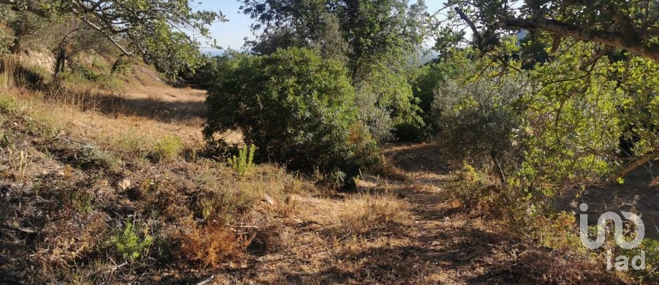 Terrain agricole à Conceição e Estoi de 11 080 m²