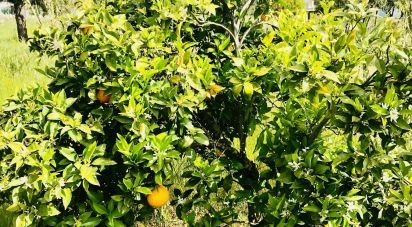 Terrain à Palmela de 1 086 m²