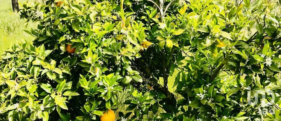 Terrain à Palmela de 1 086 m²