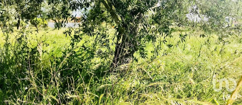 Terrain à Palmela de 2 171 m²