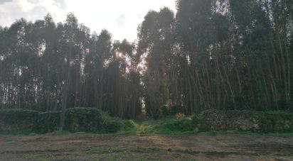 Terrain à Santo Quintino de 11 400 m²