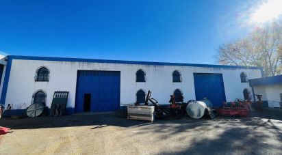 Murs commerciaux à Cabeça Gorda de 845 m²