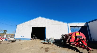 Murs commerciaux à Cabeça Gorda de 845 m²