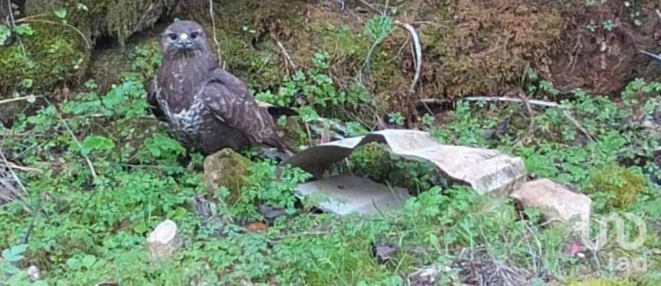 Land in Freixianda, Ribeira do Fárrio e Formigais of 13,073 m²