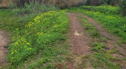 Terrain à Silves de 3 900 m²