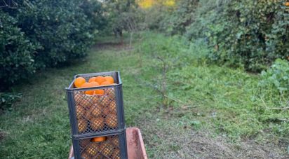 Terrain à Silves de 3 900 m²