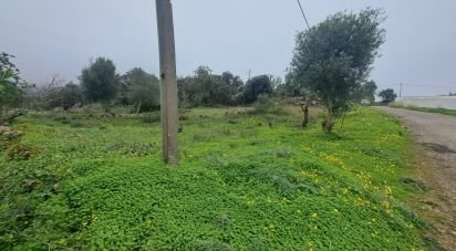 Terrain à São Brás de Alportel de 1 350 m²