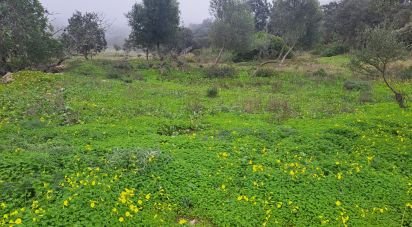 Terrain à São Brás de Alportel de 1 350 m²