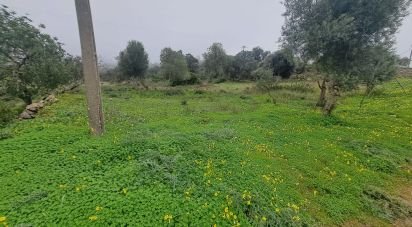 Terrain à São Brás de Alportel de 1 350 m²