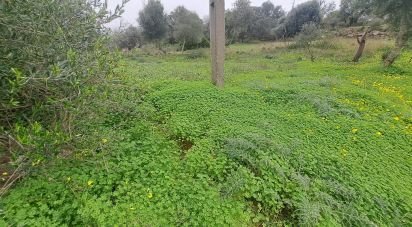 Terrain à São Brás de Alportel de 1 350 m²