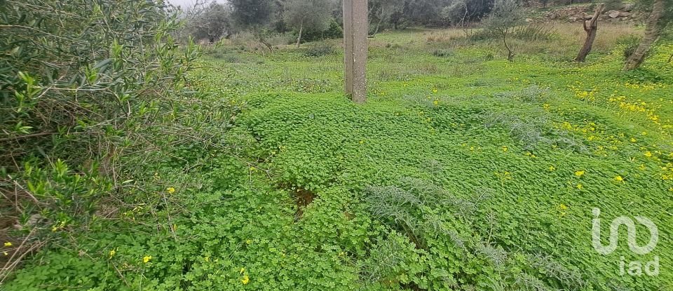 Terrain à São Brás de Alportel de 1 350 m²