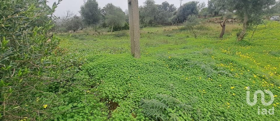 Terrain à São Brás de Alportel de 1 350 m²