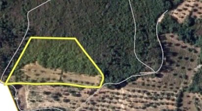 Terrain à Chãos de 8 880 m²