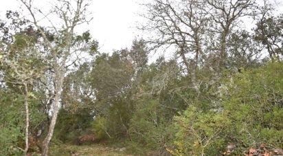 Terrain à Chãos de 8 880 m²