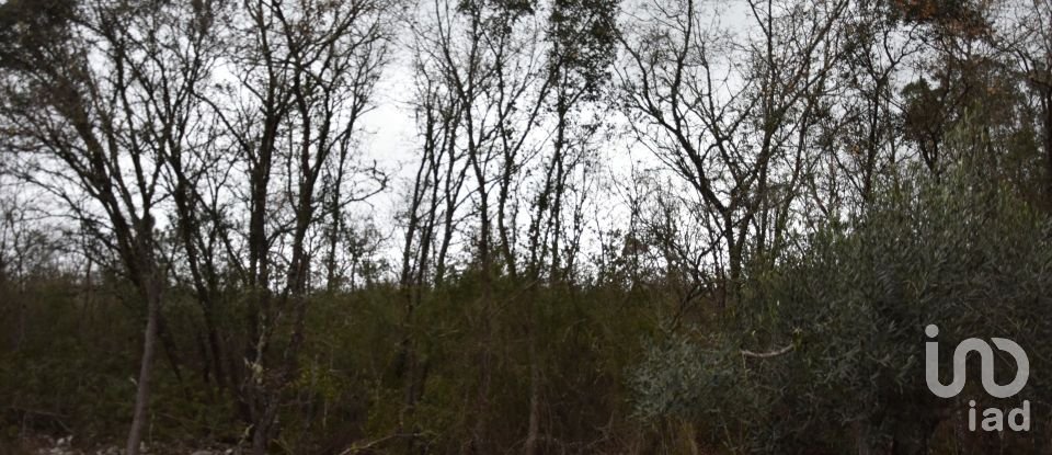 Terrain à Chãos de 8 880 m²