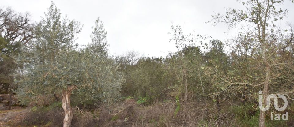 Terrain à Chãos de 2 120 m²