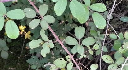 Terrain à Seixo da Beira de 3 000 m²