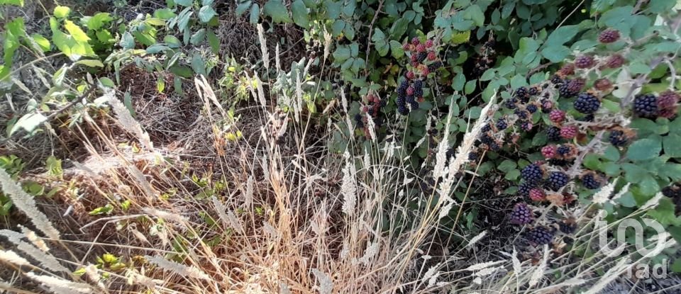 Terrain à Seixo da Beira de 3 000 m²