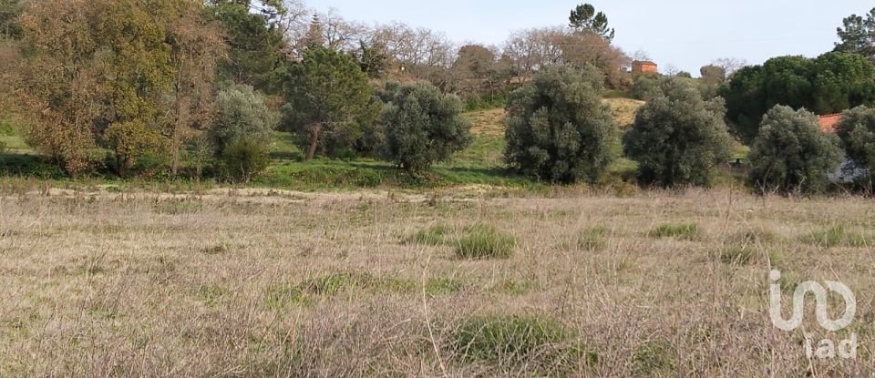 Terreno em Tomar (São João Baptista) e Santa Maria dos Olivais de 13 080 m²