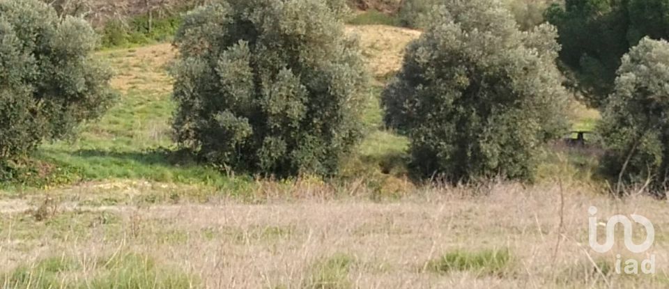 Terreno em Tomar (São João Baptista) e Santa Maria dos Olivais de 13 080 m²
