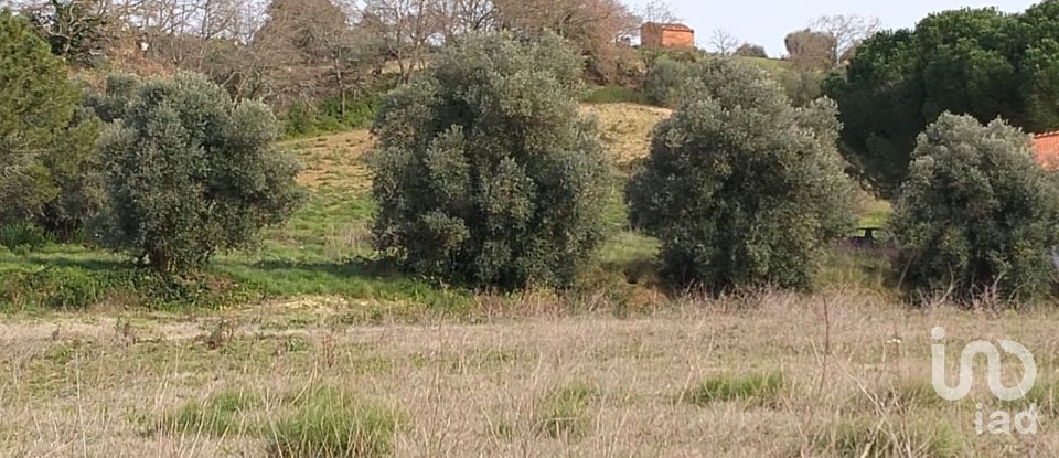 Terreno em Tomar (São João Baptista) e Santa Maria dos Olivais de 13 080 m²