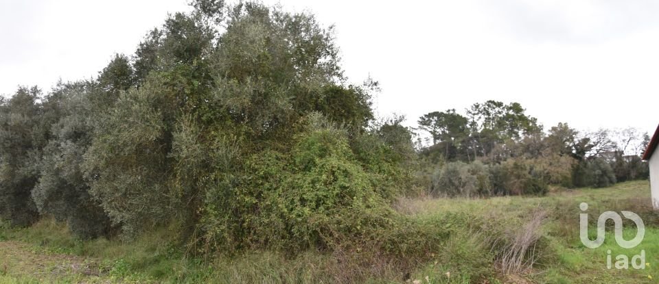 Terreno em Tomar (São João Baptista) e Santa Maria dos Olivais de 13 080 m²