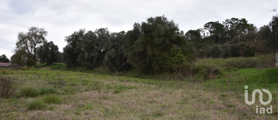 Terreno em Tomar (São João Baptista) e Santa Maria dos Olivais de 13 080 m²
