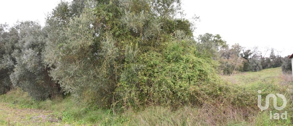 Terreno em Tomar (São João Baptista) e Santa Maria dos Olivais de 13 080 m²