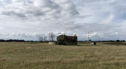 Terrain à Alpiarça de 22 000 m²