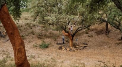 Terrain à Grândola e Santa Margarida da Serra de 4 650 000 m²