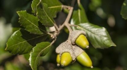 Terrain à Grândola e Santa Margarida da Serra de 4 650 000 m²