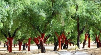 Terrain à Grândola e Santa Margarida da Serra de 4 650 000 m²