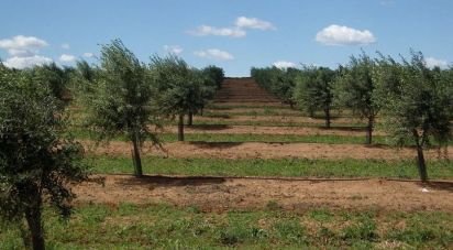 Terrain à Grândola e Santa Margarida da Serra de 4 650 000 m²