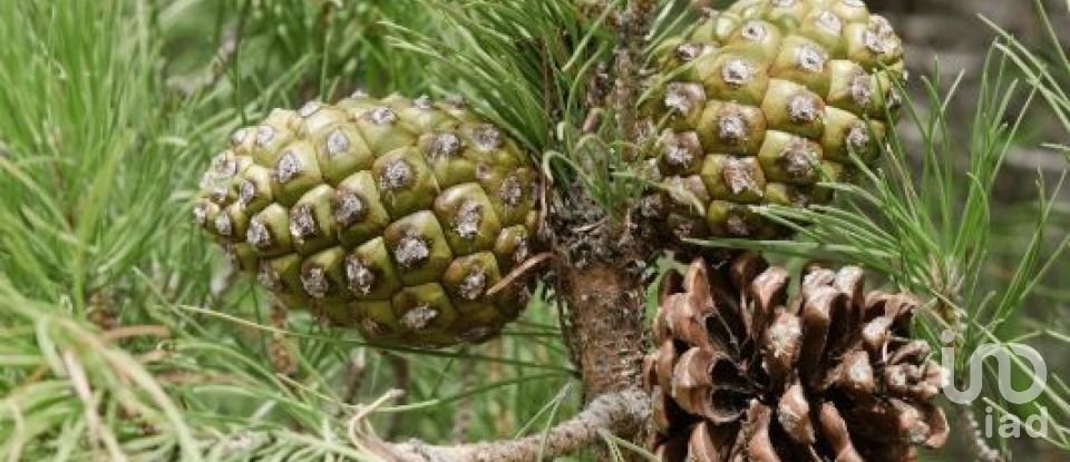 Terrain à Grândola e Santa Margarida da Serra de 4 650 000 m²