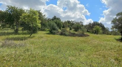 Terrain à Santa Bárbara de Nexe de 6 160 m²
