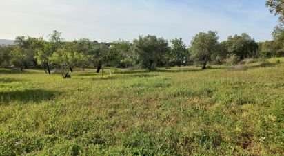 Terrain à Santa Bárbara de Nexe de 6 160 m²