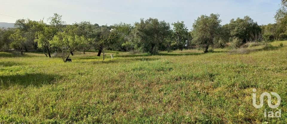 Terrain à Santa Bárbara de Nexe de 6 160 m²