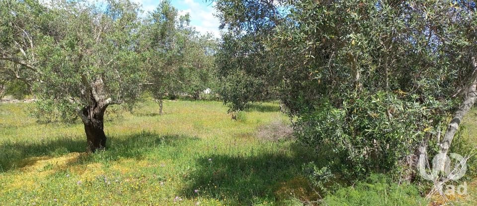 Terrain à Santa Bárbara de Nexe de 6 160 m²