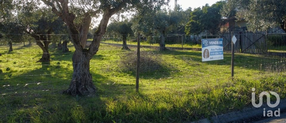 Terrain à Tomar (São João Baptista) e Santa Maria dos Olivais de 6 000 m²
