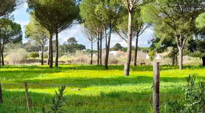 Terrain à Grândola e Santa Margarida da Serra de 41 000 m²