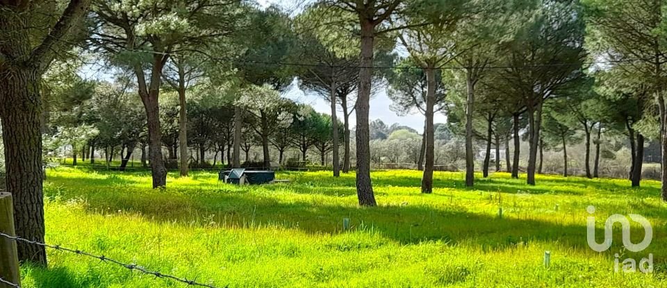Terreno em Grândola e Santa Margarida da Serra de 41 000 m²