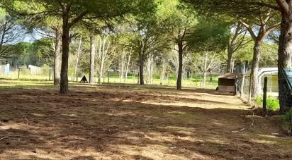 Terrain à Grândola e Santa Margarida da Serra de 41 000 m²